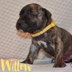 Willow - Tiger female Perro de Presa Canario puppy in El Paso, Texas from PaPaws Gotta Love It Kennels