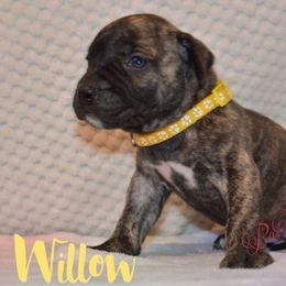 Willow - Tiger female Perro de Presa Canario puppy in El Paso, Texas from PaPaws Gotta Love It Kennels