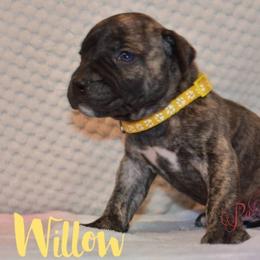 Willow - Tiger female Perro de Presa Canario puppy in El Paso, Texas from PaPaws Gotta Love It Kennels