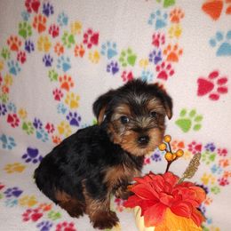 Trixie - Black and tan female Yorkshire Terrier puppy in Lapeer, Michigan from Puppy Kisses