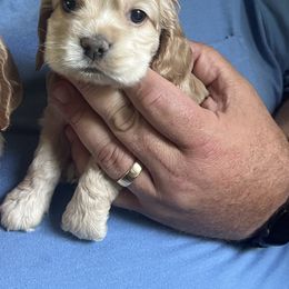 Tauren (orange) - Buff male Cocker Spaniel puppy in Tappahannock, Virginia from Maplefox’s Cocker Spaniels