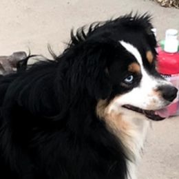 Newt - Miniature Australian Shepherd