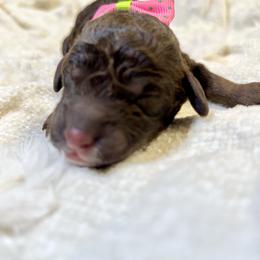 ELOISE - Chocolate female Goldendoodle puppy in Houston, Texas from Pia’s Doodle Poodle Wag