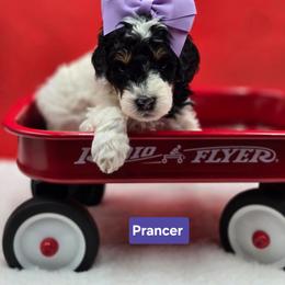 Prancer- Purple Collar - Black and white female Bernedoodle puppy in Summerville, South Carolina from Channys Doodles