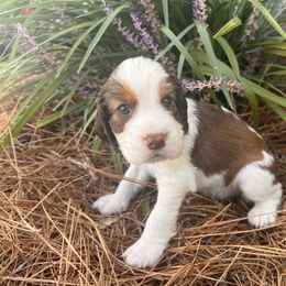 Gigi - Liver white and tan female English Springer Spaniel puppy in Swainsboro, Georgia from Sweet Georgia Springers