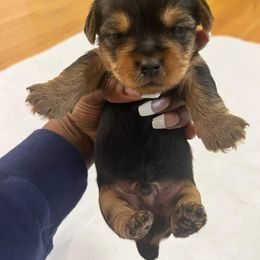 Boy 2 - Yorkshire Terrier puppy in Virginia Beach, Virginia from Andre's Yorkshire Terriers