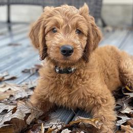 Goldendoodles and Irish Doodles from Crystal Rains