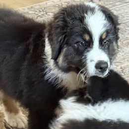Australian Shepherd Puppies from Boundless Joy Aussies
