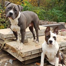 American Staffordshire Terrier and Lowchen Puppies from Lelani