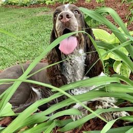 Delaney - English Springer Spaniel