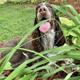 Delaney - English Springer Spaniel