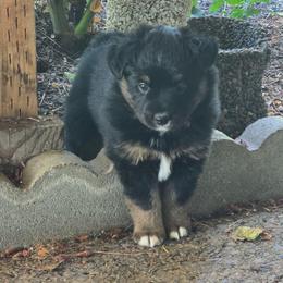 Jabba the Hut - Black tri male Miniature American Shepherd puppy in Vancouver, Washington from BonDrew's Miniature American Shepherds