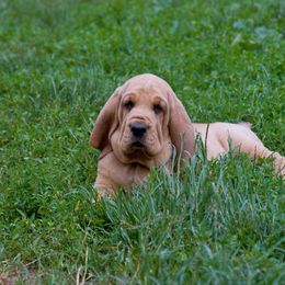 Bloodhound and Mastiff Puppies from Teoc Bloodhounds and Mastiffs
