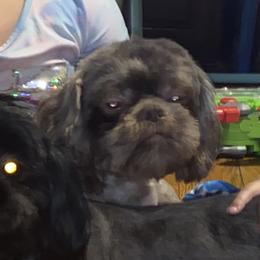 Louie - Shih Tzu