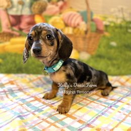 Black and Tan Dapple Female Smooth Teal Collar - Black and tan female Dachshund puppy in Cleveland, Tennessee from Kelly's Doxie Farm