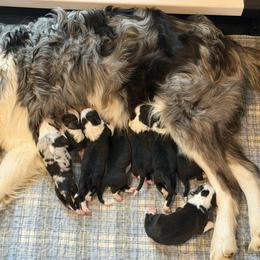 Colette - Black and white female Border Collie puppy in Lakeview, Michigan from Haven Creek Farm