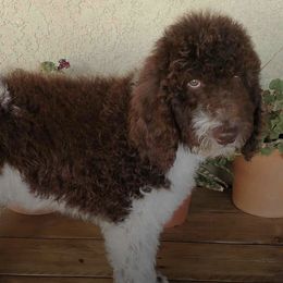Poodles from Black Paw Ranch