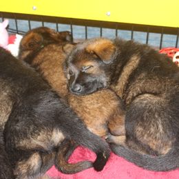 German Shepherd Puppies from vom Wenner Haus