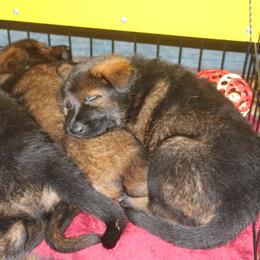 German Shepherd Puppies from vom Wenner Haus