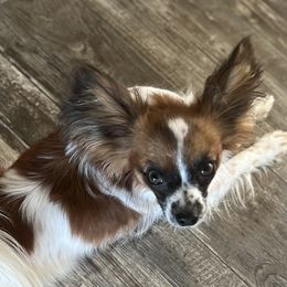 Tucker - Papillon