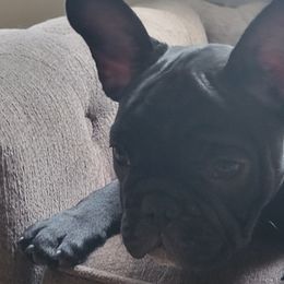 Heartly - French Bulldog puppy in Ocala, Florida from Southern Classic French Bulldog of Florida