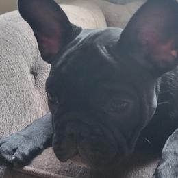 Heartly - French Bulldog puppy in Ocala, Florida from Southern Classic French Bulldog of Florida
