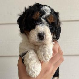 Coconut - Tri-color female Bernedoodle puppy in Modesto, California from Central Valley Canine Companions