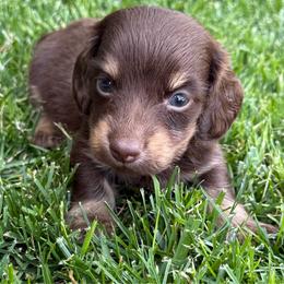 Jack - Chocolate and cream male Dachshund puppy in Salem, Oregon from Longdox Mini Dachshunds