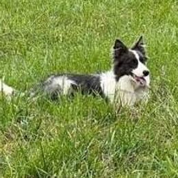 Lady - Border Collie