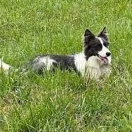 Lady - Border Collie