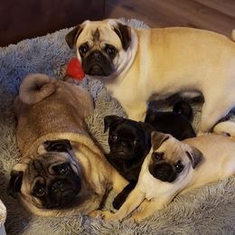 Pug Puppies from Pugs on Pecan