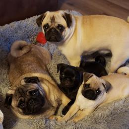 Pug Puppies from Pugs on Pecan