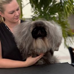 Garry - Pekingese