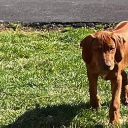 Miniature Pinschers and Rhodesian Ridgebacks from Haley Gross's 	Rhodesian Ridgebacks and Minature Pinchers