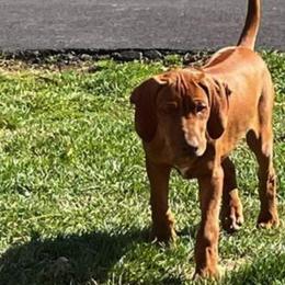 Miniature Pinschers and Rhodesian Ridgebacks from Haley Gross's 	Rhodesian Ridgebacks and Minature Pinchers