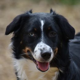 Harley - Australian Shepherd