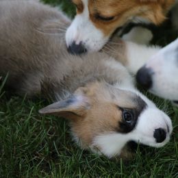 Pembroke Welsh Corgi Puppies from Mountain Maryland Corgis