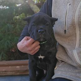 H litter Green collar - Black brindle male Cane Corso puppy in Fort Scott, Kansas from Black Magic Cane Corso