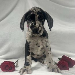 Claire - Merle female Great Dane puppy in Liberty, New York from Catskills Greatest Danes