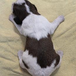Graham - Liver and white male English Springer Spaniel puppy in Florida from Thunderbird Springers