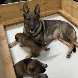 Belgian Malinois, Dutch Shepherd, and German Shepherd Puppies from Stay Wild K9