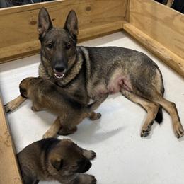 Belgian Malinois, Dutch Shepherd, and German Shepherd Puppies from Stay Wild K9