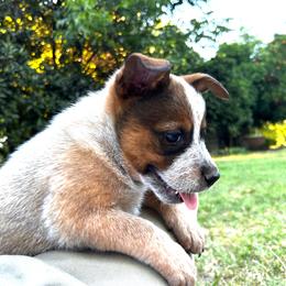 Margo - Red speckled female Australian Cattle Dog puppy in Red Bluff, California from Route 99 Heelers