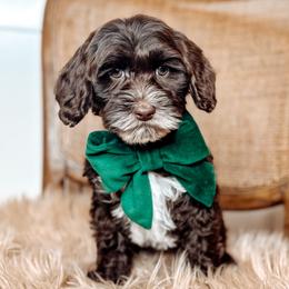 Blanton - Chocolate male Australian Labradoodle puppy in Decatur, Alabama from Southern Meadows Doodles