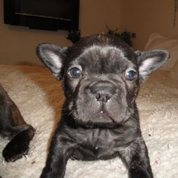 French Bulldog Puppies from Teri's French Bulldogs of West Texas