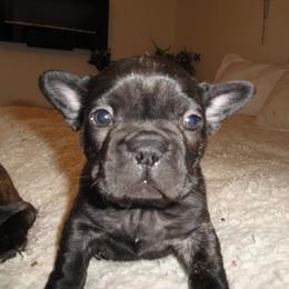 French Bulldog Puppies from Teri's French Bulldogs of West Texas