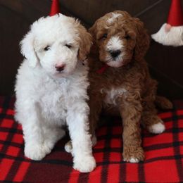 Poodles from Private.lane.puppies