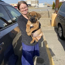 Boerboel Puppies from Heritage Boerboels