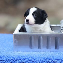 Mahi - Black Border Collie puppy in South Carolina from Blackbird Kennels