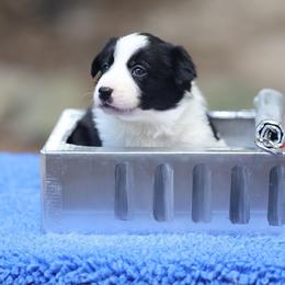 Mahi - Black Border Collie puppy in South Carolina from Blackbird Kennels